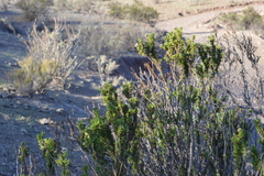 Heliotropium sinuatum