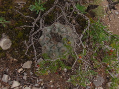 Thelocactus hexaedrophorus