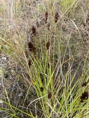 Carex crawfordii