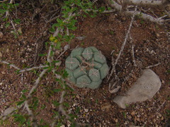 Thelocactus hexaedrophorus