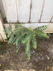 Phyllanthus leucanthus