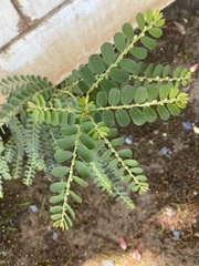 Phyllanthus leucanthus