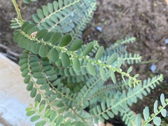Phyllanthus leucanthus