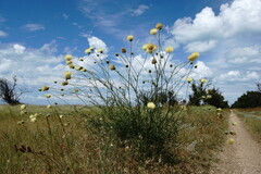 Rhaponticoides taliewii