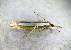 Crambus watsonellus