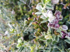 Amphithalea rostrata