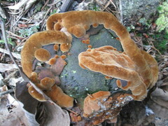 Fuscoporia