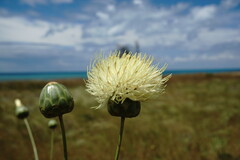 Rhaponticoides taliewii