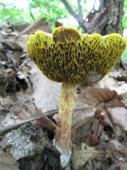 Aureoboletus