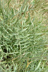 Rhaponticoides taliewii