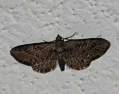 Eupithecia icterata