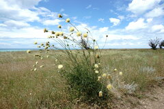 Rhaponticoides taliewii