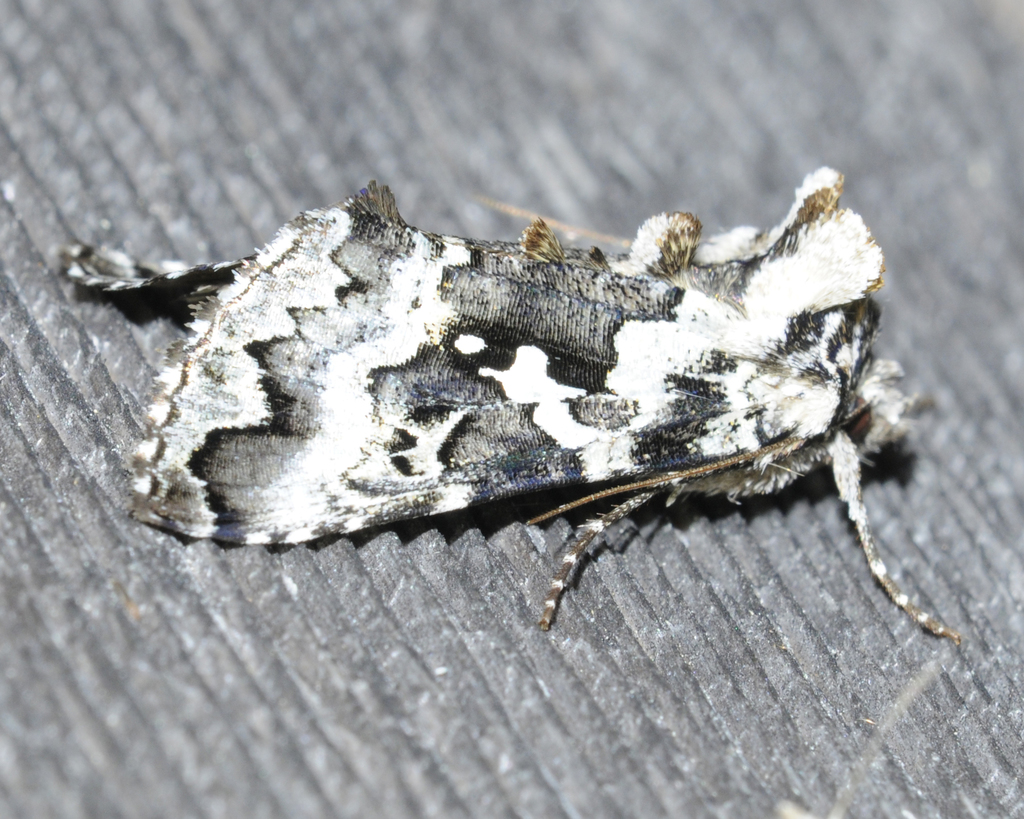Salt-and-pepper Looper Moth