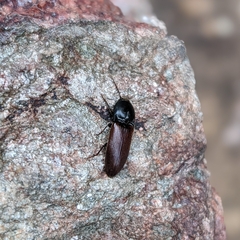 Ampedus phoenicopterus