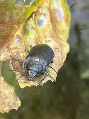 Stenocolus scutellaris