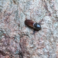 Ampedus phoenicopterus