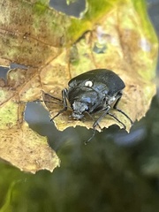 Stenocolus scutellaris