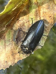 Stenocolus scutellaris
