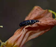 Acmaeodera knowltoni