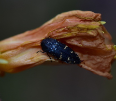 Acmaeodera knowltoni