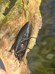 Stenocolus scutellaris