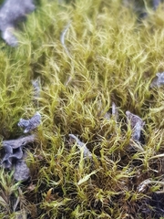 Flexitrichum gracile