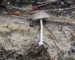 Pluteus semibulbosus