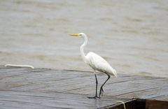 Ardea alba