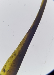 Flexitrichum gracile