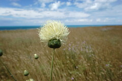 Rhaponticoides taliewii