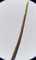 Flexitrichum gracile