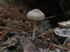 Pluteus semibulbosus
