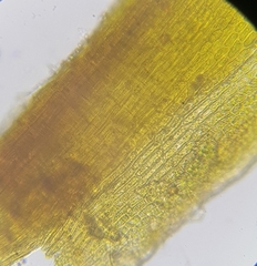 Flexitrichum gracile