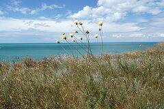 Rhaponticoides taliewii