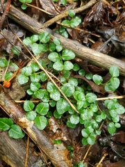 Mitchella repens