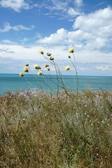 Rhaponticoides taliewii