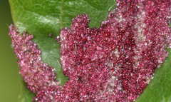 Acalitus longisetosus