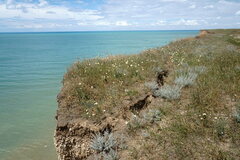 Rhaponticoides taliewii