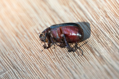 Phyllophaga cribrosa