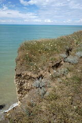 Rhaponticoides taliewii