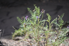 Astragalus gruinus