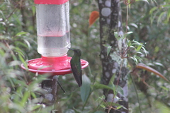 Boissonneaua flavescens