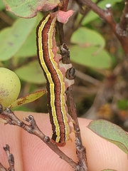 Melanchra pulverulenta