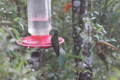 Boissonneaua flavescens