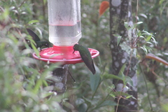 Boissonneaua flavescens