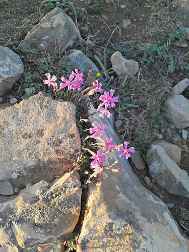 Silene schafta, photograph 2