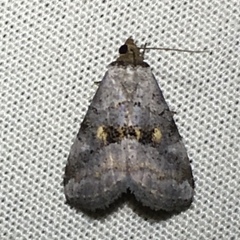 Hyperstrotia flaviguttata