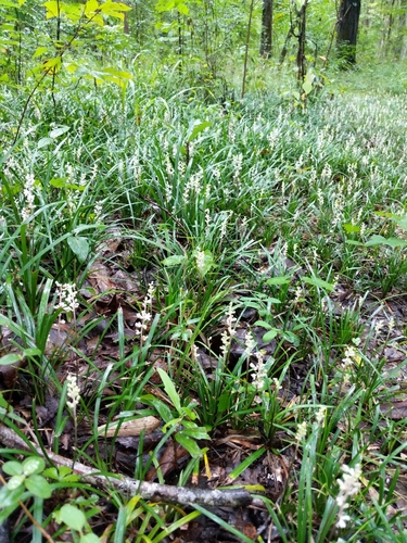 Liriope spicata