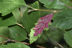 Acalitus longisetosus