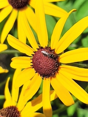 Anthophila